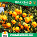 Fresh Chinese Nanfeng honey Baby Mandarin Orange from China Fruit Exporter